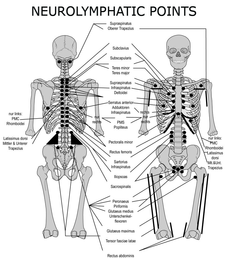 Kinesiology Muscle Chart